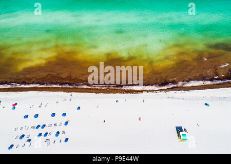 Miami Beach Florida, Atlantikküste, Seegras-Unkraut Saragassum Makroalgen Algen Meeresschutt, globale Erwärmung Auswirkungen des Klimawandels, Luftüberblick Stockfoto