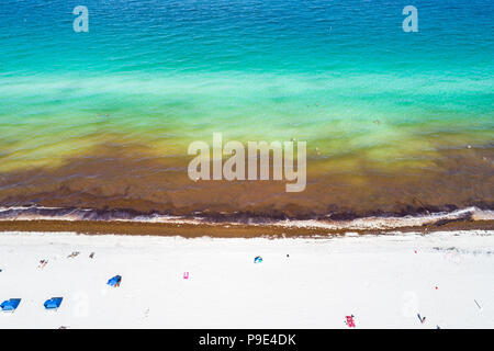 Miami Beach Florida, Atlantikküste, Seegras-Unkraut Saragassum Makroalgen Algen Meeresschutt, globale Erwärmung Auswirkungen des Klimawandels, Luftüberblick Stockfoto