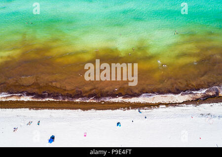 Miami Beach Florida, Atlantikküste, Seegras-Unkraut Saragassum Makroalgen Algen Meeresschutt, globale Erwärmung Auswirkungen des Klimawandels, Luftüberblick Stockfoto