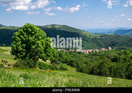 Bäume in der Landschaft entlang der GR 11 langen Fußweg in den Pyrenäen in der Nähe von Mollo, Katalonien, Spanien Stockfoto