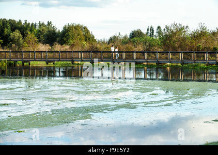 Gainesville Florida, Micanopy, Paynes Prairie, LaChua Trail Trailhead, Alachua Sink, State Park, erhöhte Naturpromenade, Prärie-Sumpfgebiete, Entenkraut, FL1 Stockfoto
