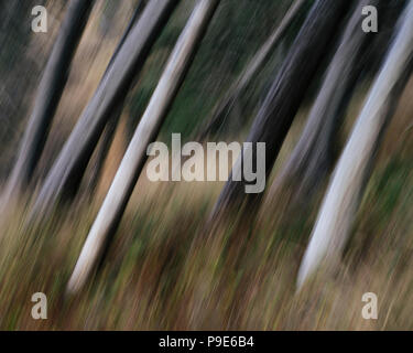 Baumstämme, weiße gerade und glatt lehnte in einem Winkel, Arcadia Beach State Park, Illinois Stockfoto