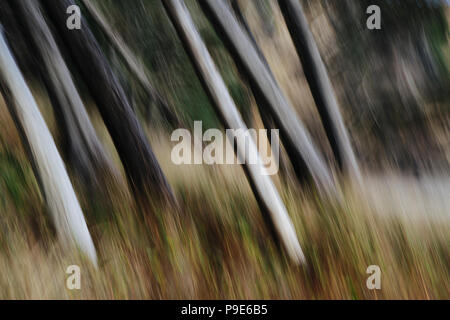 Baumstämme, weiße gerade und glatt lehnte in einem Winkel, Arcadia Beach State Park, Illinois Stockfoto