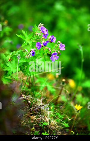 Kleine Blaue wilde Blume in Island close up Stockfoto