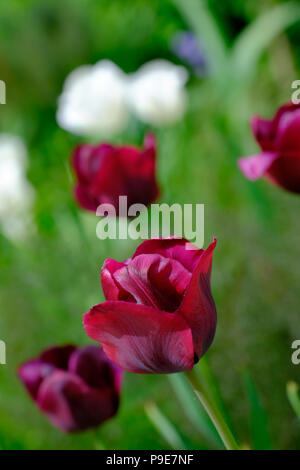 Nahaufnahme der dunkle rote Tulpe Blume mit anderen im Hintergrund Stockfoto