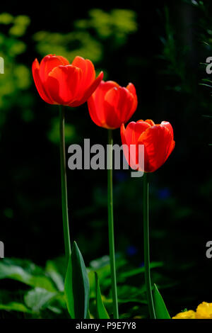 Drei rote Tulpe Blumen in einem Garten vor einem dunklen Hintergrund Stockfoto