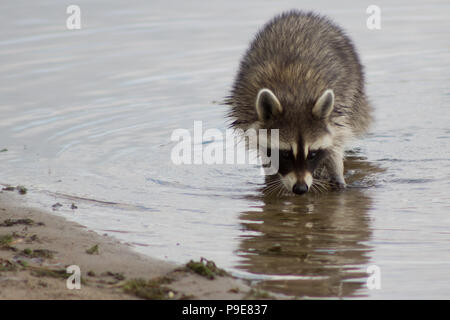 Racoon auf der Suche nach Nahrung im See Stockfoto