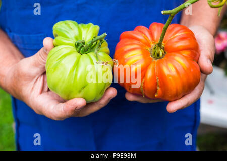 Ältere Erwachsene Frau im Alter von Hand nehmen und bieten Ihnen zwei Tomaten ein Grün Rot. frische saisonale Gemüse bereit für einen gesunden Lebensstil und Ernährung. c Stockfoto