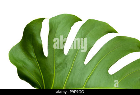 Große glänzende Blätter, monstera Pflanze isoliert auf weißem Hintergrund Stockfoto