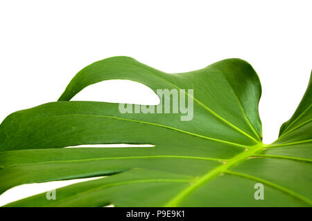 Große glänzende Blätter, monstera Pflanze isoliert auf weißem Hintergrund Stockfoto