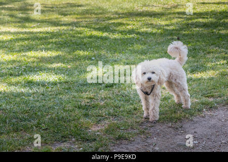 Kleine weisse Pudel Hund stehen im grünen Gras in Portugal Stockfoto