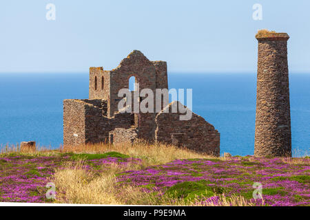 Wheal Coates alte Zinnmine auf den Klippen in der Nähe von St Agnes Cornwall uk Sommer Heather Stockfoto