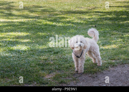 Kleine weisse Pudel Hund stehen im grünen Gras in Portugal Stockfoto