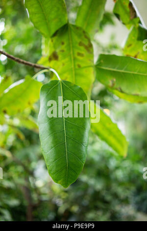 Blatt von gummibaum ficus Andrew moraceae Stockfoto
