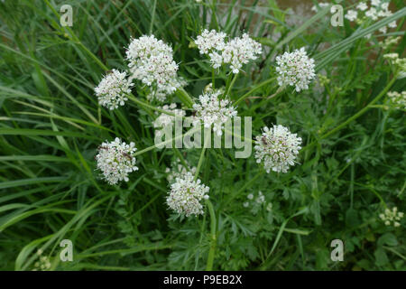 Cowbane, Cicuta virosa, weiß giftige Pflanzen neben dem Kennet und Avon, Berkshire, Juni Stockfoto