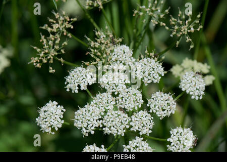 Ground Holunder, Goutweed oder Bishop's Weed, Aegopodium podagraria, blühende Pflanzen Stockfoto