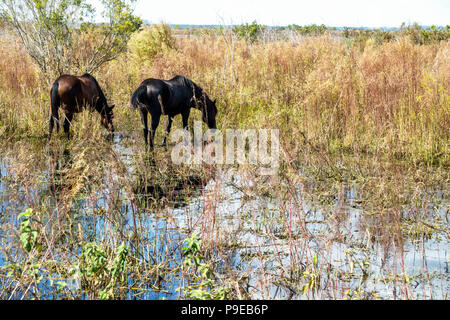 Gainesville Florida, Micanopy, Paynes Prarie Ecopassage Nature Preserve State Park, National Natural Landmark, al Conservation, Wacahoota Trail, wilder Riss Stockfoto