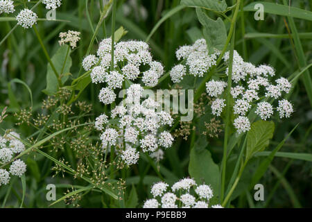 Ground Holunder, Goutweed oder Bishop's Weed, Aegopodium podagraria, blühende Pflanzen Stockfoto