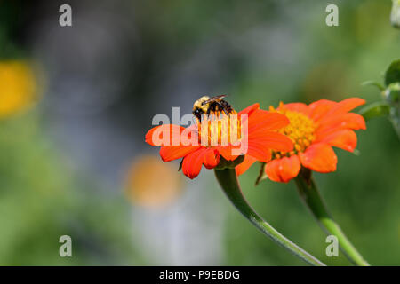 Tithonia im Garten an einem sonnigen Tag. Es ist eine Pflanzenart aus der Gattung der blühenden Pflanze in der Sonnenblume Stamm innerhalb der Asteraceae Familie. Stockfoto