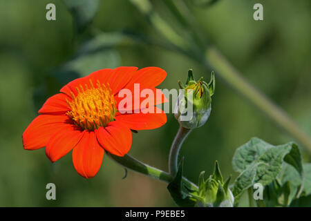 Tithonia im Garten an einem sonnigen Tag. Es ist eine Pflanzenart aus der Gattung der blühenden Pflanze in der Sonnenblume Stamm innerhalb der Asteraceae Familie. Stockfoto