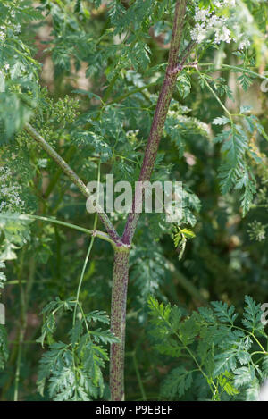 Violett gefleckten Stengel charakteristisch für Schierling, Conium maculatum, hohl und giftige, Devon, Juli Stockfoto