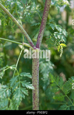 Violett gefleckten Stengel charakteristisch für Schierling, Conium maculatum, hohl und giftige, Devon, Juli Stockfoto