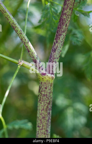 Violett gefleckten Stengel charakteristisch für Schierling, Conium maculatum, hohl und giftige, Devon, Juli Stockfoto