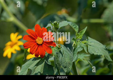 Tithonia im Garten an einem sonnigen Tag. Es ist eine Pflanzenart aus der Gattung der blühenden Pflanze in der Sonnenblume Stamm innerhalb der Asteraceae Familie. Stockfoto