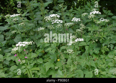 Ground Holunder, Goutweed oder Bishop's Weed, Aegopodium podagraria, blühende Pflanzen Stockfoto