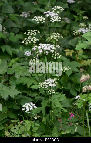 Ground Holunder, Goutweed oder Bishop's Weed, Aegopodium podagraria, blühende Pflanzen Stockfoto