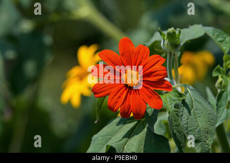 Tithonia im Garten an einem sonnigen Tag. Es ist eine Pflanzenart aus der Gattung der blühenden Pflanze in der Sonnenblume Stamm innerhalb der Asteraceae Familie. Stockfoto