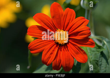 Tithonia im Garten an einem sonnigen Tag. Es ist eine Pflanzenart aus der Gattung der blühenden Pflanze in der Sonnenblume Stamm innerhalb der Asteraceae Familie. Stockfoto