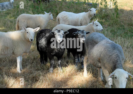 Herdwick Schafe schützen im Schatten eines Baumes in Die Sommerhitze 2018 in Carmarthenshire West Wales UK Great Großbritannien KATHY DEWITT Stockfoto