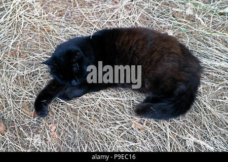 Schwarz Norwegische Waldkatze schlafend liegen auf einem Bett von langen, trockenen dürre Gras in die 2018 Sommerhitze in Carmarthenshire Wales UK KATHY DEWITT Stockfoto