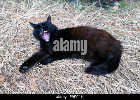 Schwarz Norwegischen Wald Katze gähnende Tier auf dem Bett liegen Langes trockenes Gras in der Sommerhitze 2018 in Carmarthenshire Wales Großbritannien KATHY DEWITT Stockfoto