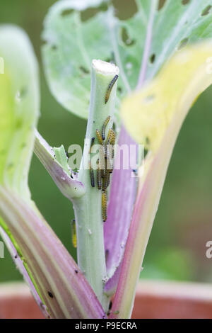 Caterpillar Schäden auf einer Pak Choi Anlage. Stockfoto