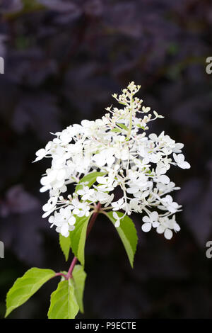 Hydrangea paniculata Vanille Fraise' Blüte vor Physocarpus. Stockfoto