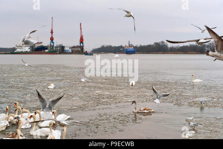 Wasservögel in den Hafen, Möwen und Schwäne unter den Eisschollen auf dem Fluss Stockfoto