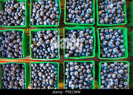 Ernte von organisch gewachsenen Blaubeeren in Kartons auf Anzeige an Farmers Market Stockfoto