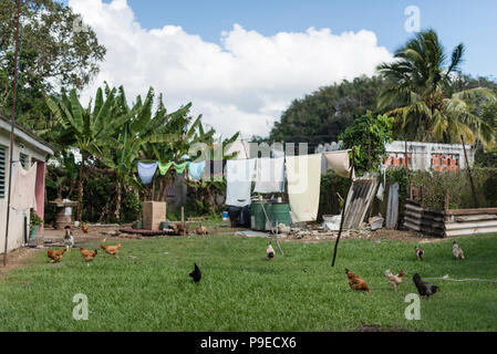 Hühner frei in einem Hinterhof in Viñales Tal. Stockfoto