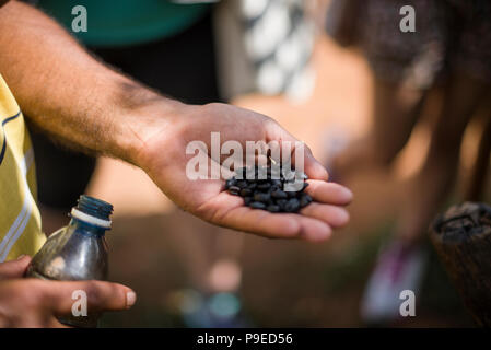 Ein kubanischer Bauer hält aus gerösteten Kaffeebohnen während einer Demonstration, wie die Farm Kaffee produziert. Stockfoto