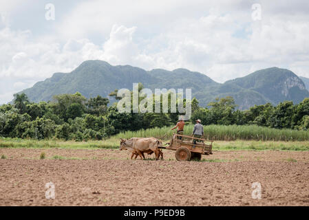 Zwei Bauern fahren Sie auf einen Wagen gezogen von zwei Ochsen in Viñales, Kuba Stockfoto