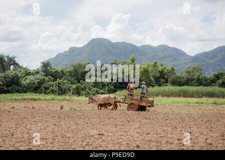 Zwei Bauern fahren Sie auf einen Wagen gezogen von zwei Ochsen in Viñales, Kuba Stockfoto