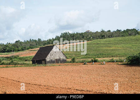 Einem malerischen Scheune sitzt auf einem Tabak Plantage in Viñales, Kuba. Stockfoto