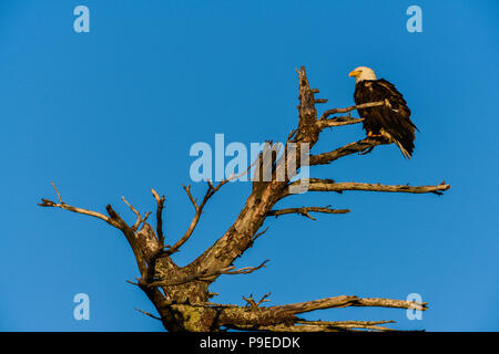Weißkopfseeadler (Haliaeetus leucocephalus), auf baumstumpf gehockt, Nordamerika, von Bruce Montagne/Dembinsky Foto Assoc Stockfoto
