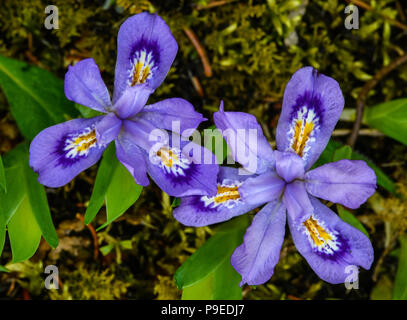 Zwerg See Iris (Iris Lacustris), blühende, Northern Great Lakes, USA, von Bruce Montagne/Dembinsky Foto Assoc Stockfoto