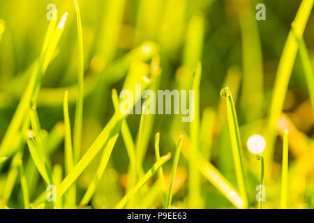 Schöne Gras Hintergrund mit unscharfen Hintergrund Stockfoto
