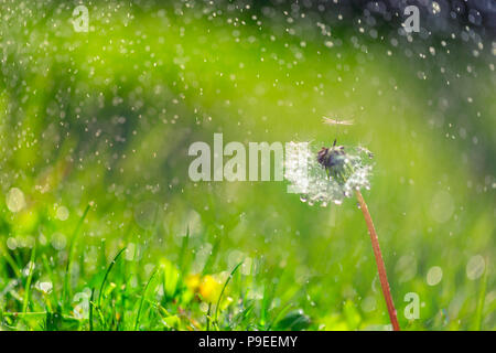 Isolierte Löwenzahn mit Tau auf blauen Himmel Hintergrund. Close-up dewdrop auf dem Kopf von Löwenzahn. Reinheit und blühen. Künstlerische Blumen Natur Makro Stockfoto
