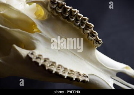 Deer skull: Abstrakte close up Fotografie der Details einer gebleichten Rotwild Schädel mit Hörner Stockfoto