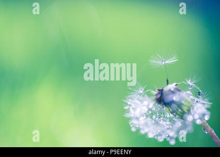 Isolierte Löwenzahn mit Tau auf blauen Himmel Hintergrund. Close-up dewdrop auf dem Kopf von Löwenzahn. Reinheit und blühen. Künstlerische Blumen Natur Makro Stockfoto